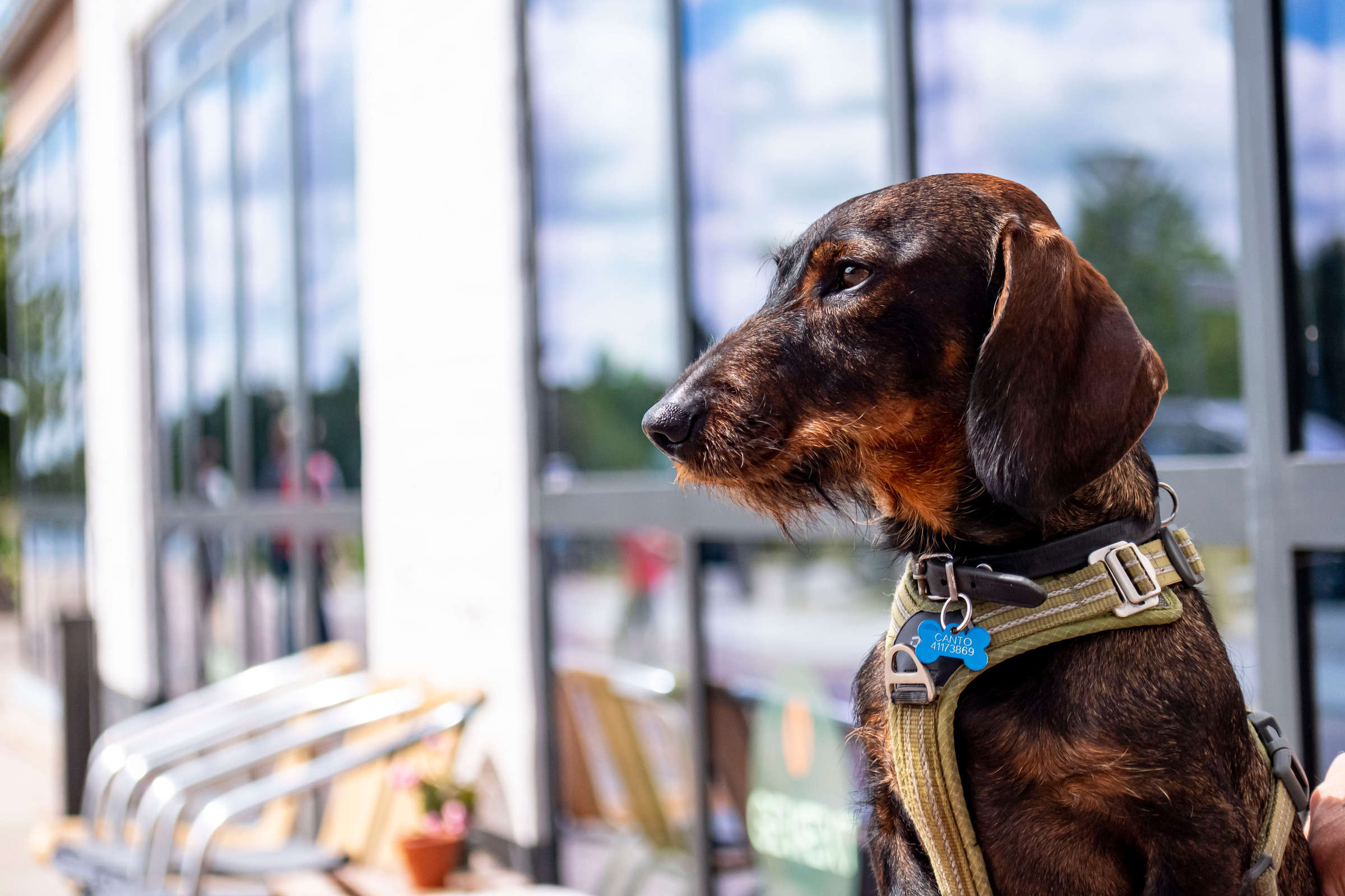 Hunde er selvfølgelig velkomne